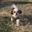 シーズー7か月　なるべくご近所さん希望