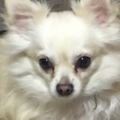 チワワ４歳オスです