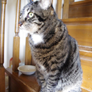 キジ猫のメス