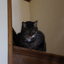 キジ猫のオス