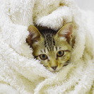 子猫の里親を探しています