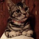 人が大好きなアメショちゃん。癒し系女の子です。 − 滋賀県