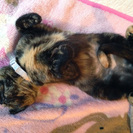 いつも人のそばにいてくれる甘えたさん。人と猫じゃらしが大好き！ - 猫