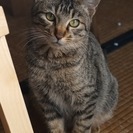 とても人懐っこいちびトラです。申し分ないくらい元気です。