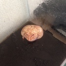 アルビノベルツノガエル