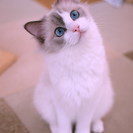 ♪犬・猫のトリミングなら当店で♪トリマーは動物看護士経験者♪猫雑...