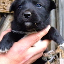 やんばるで母犬を保護　７匹のかわいい仔犬 