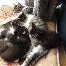 子猫の里親を探しています