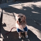 1歳８か月のゴールデンのオスです。　 - 犬