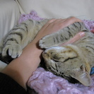 迷子の迷子の子猫ちゃん…
