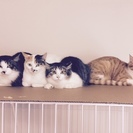成猫さん里親募集