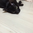 里親決定しました