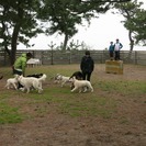 DOGRUN海岸通り♪ - ペット