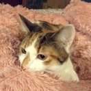 ターキッシュmix子猫の里親になりませんか？