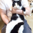 保護中の八割れ猫の里親募集