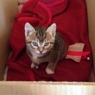 キジトラ仔猫の里親さん募集中です。