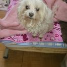 大至急！里親募集です！！