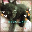 里親募集です(∗•ω•∗)