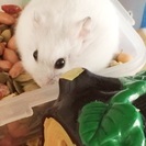 写真のみ保存