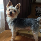 ヨーキー８歳の元気な男の子です！