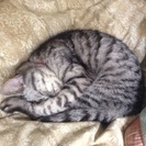 飼い主が、見つかるまで預かってくれる方