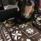 Mダックス♀ - 犬