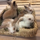 ロップうさぎの赤ちゃん 里親さんになって下さい
