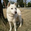 紀州犬 オス 5歳3か月　賢い仔です