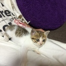 子猫譲ります。生後約7か月。