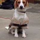 1歳なるビーグル犬の里親を募集しています。の画像