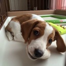 1歳なるビーグル犬の里親を募集しています。 - 高松市