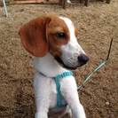 1歳なるビーグル犬の里親を募集しています。 - 犬