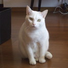 里親さんが見つかりました。白猫　3歳　メス　よろしくお願いします