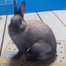 ミニウサギ（ネザーランドドワーフラビット）の里親募集