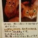 迷子の猫探しています