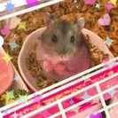 3月5日  ハムスターの写真更新です。