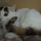 生後4ヶ月くらいの三毛猫（メス）の里親さんが決まりました。ありが...