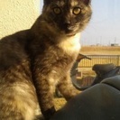 綺麗なスモーキーカラーサビ猫さんの里親募集