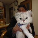 チンチラの里親さんを募集します