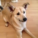 【飼い主飼育放棄の為再募集！】中型犬MIXオス　ぼくの新しい家族...