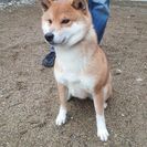 柴犬（メス）2歳