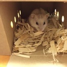 ハムスター  パールホワイト 里親募集( 里親決まりました。)