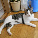 甘えん坊の元気猫/里親募集中です!