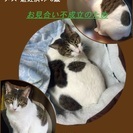 母と兄の死去により、猫の里親さん急募です。