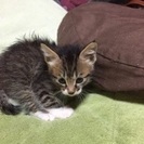 1か月キジトラ子猫