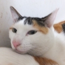 コピー（仮称）メス・三毛　2歳 - 猫