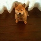 里親を募集してます（柴犬　血統書付）