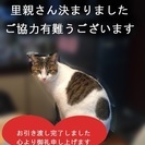 福生市から二匹の猫の里親さん急募です（全員引き渡しが済みました）