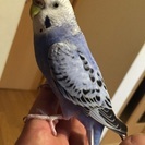 セキセイインコの里親探してます