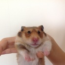 ゴールデンハムスター里親さん募集